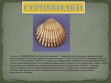 Описание ракушек