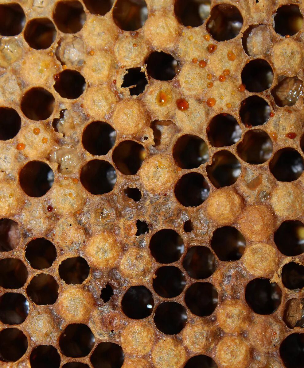 Как еще называют болезнь пчел. Мешотчатый гнилец. Европейский гнилец пчел. Мешотчатый расплод. Мешотчатый расплод пчел.