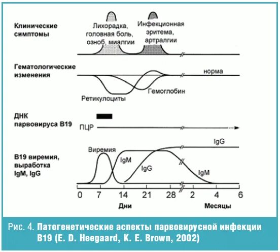 Парвовирус у детей лечение