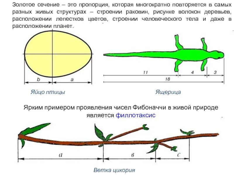 Симметрия тела ящерицы. Золотое сечение яйцо птицы. Цикорий золотое сечение. Золотое сечение в природе цикорий. Ящерица золотое сечение.
