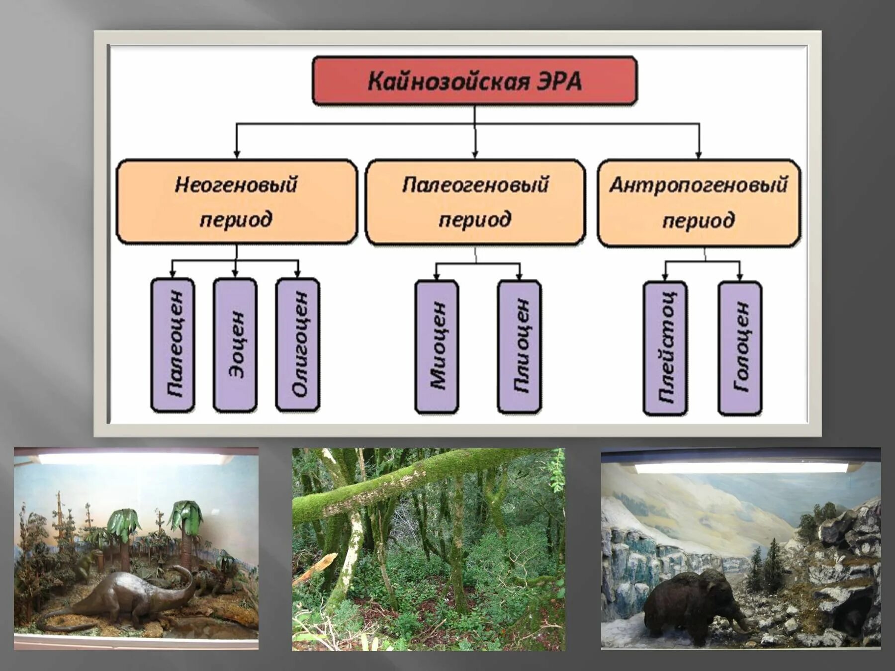 Органический мир нашей планеты подразделяется на. Кайнозойская Эра периоды. Периоды и эпохи кайнозойской эры. Этапы кайнозойской эры. Периоды кайнозойской эры эры.