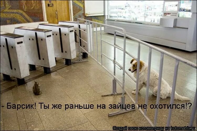 уровень 200 braintest. уровень 200 braintest. научите барсика охотиться. научите барсика охотиться. научите барсика охотиться.