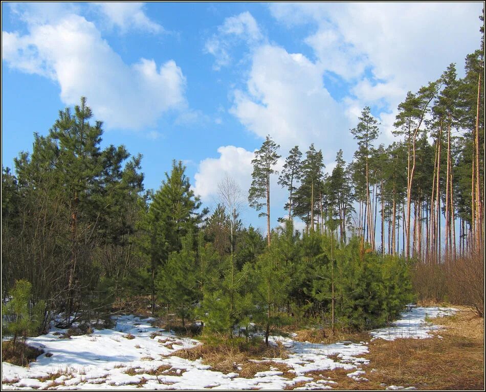 Хвойные в апреле