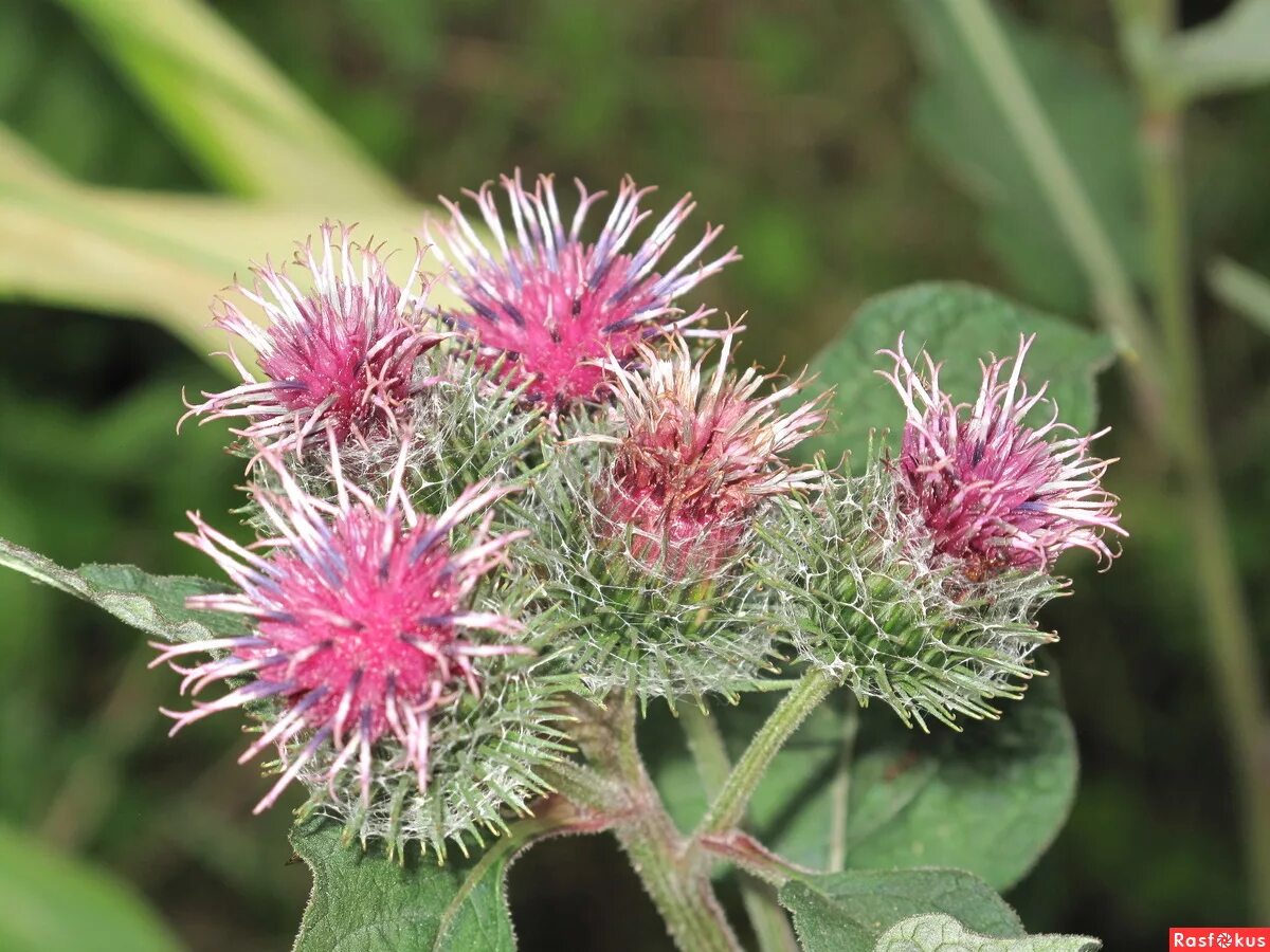 Репейник паутинистый. Мексиканский репей. Репейник паутинистый. Репьи в архитектуре. Лопух большой.