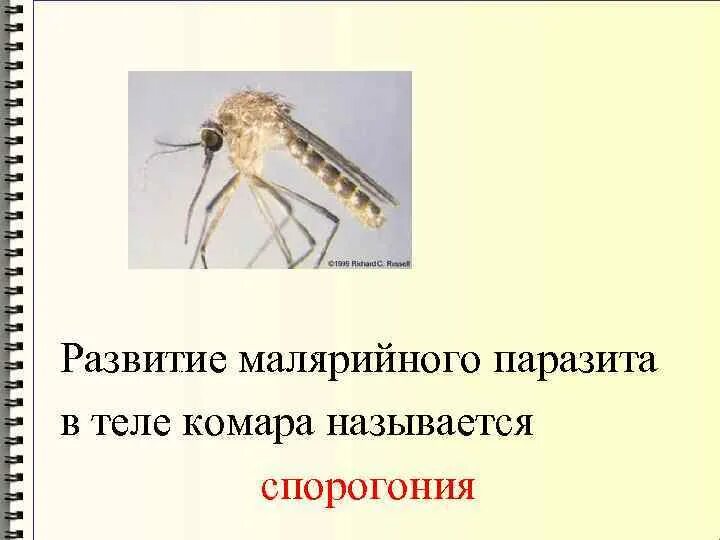 Какое развитие у малярийного комара. Малярийный плазмодий комар. Малярийный комар комар цикл развития. Малярийный комар большой. Среда обитания малярийного комара.