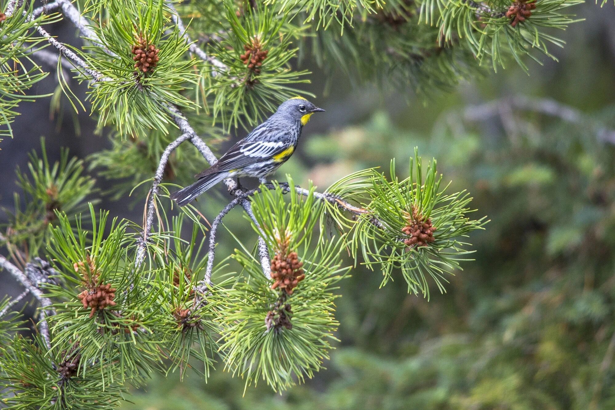 Хвойный птицы. Птица Yellow Rumped Warbler. Сосновый Лесной певун. Птицы в хвойном лесу. Птицы на хвойных деревьях.