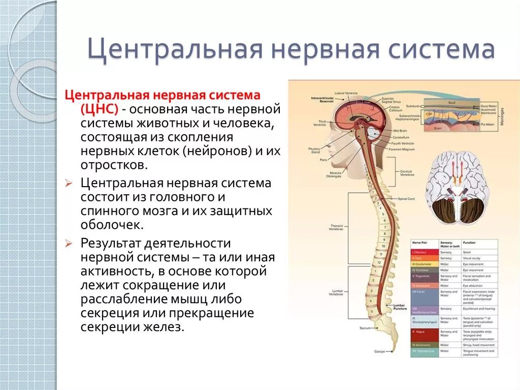 Цнс какие структуры