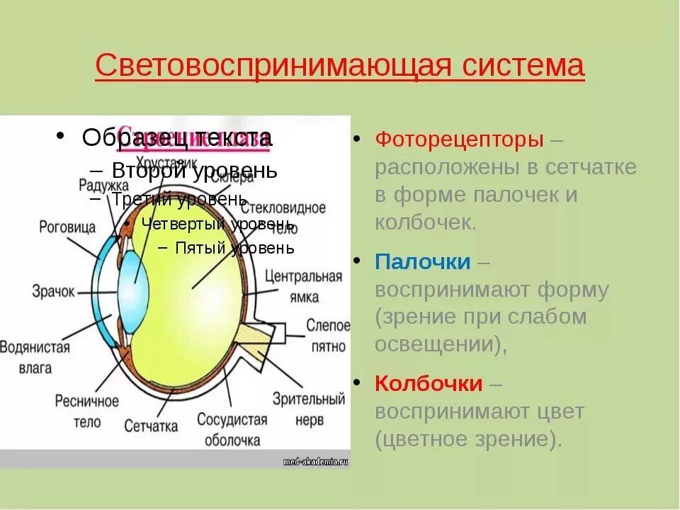 Фоторецепторы какой отдел. Строение глаза Фоторецепторный аппарат. Световоспринимающий аппарат глаза. Структура в которой расположены фоторецепторы глаза. Фоторецепторы в глазу у человека.