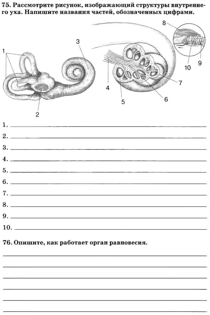 Впишите названия обозначенных