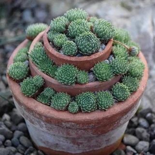 Суккуленты комнатные