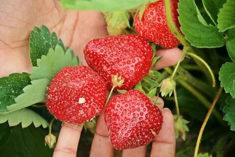 Strawberry picking