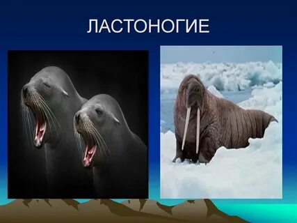 Ластоногие презентация