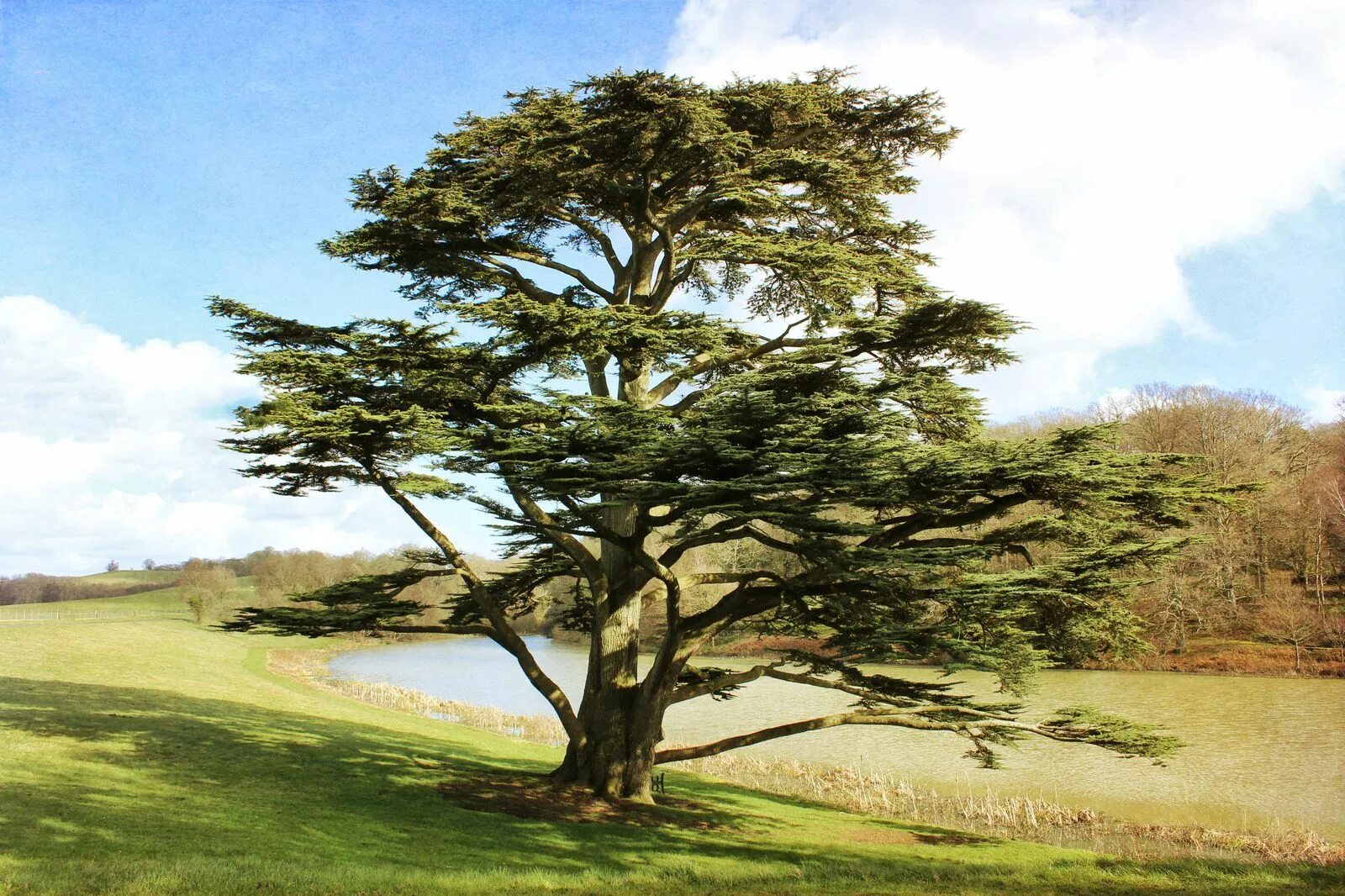 Tree tree shampoo