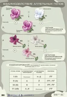 Закономерности наследования неаллельных генов