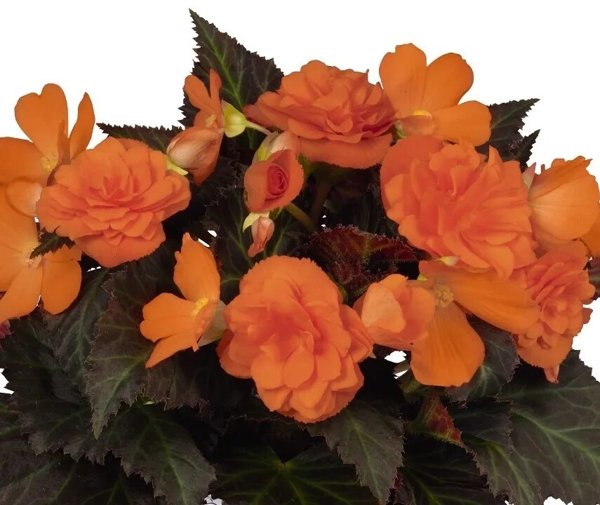 30+ Types of Begonias to Grow in Shade and Indoors! Container flowers, Bulbous p