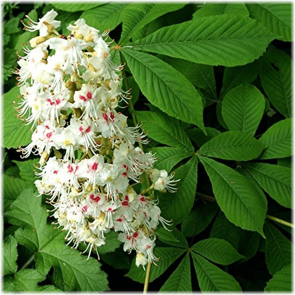 Каштан конский (aesculus). Цветок конский. Каштан конский соцветие. Каштан конский саженцы. Каштан конский бриоти.