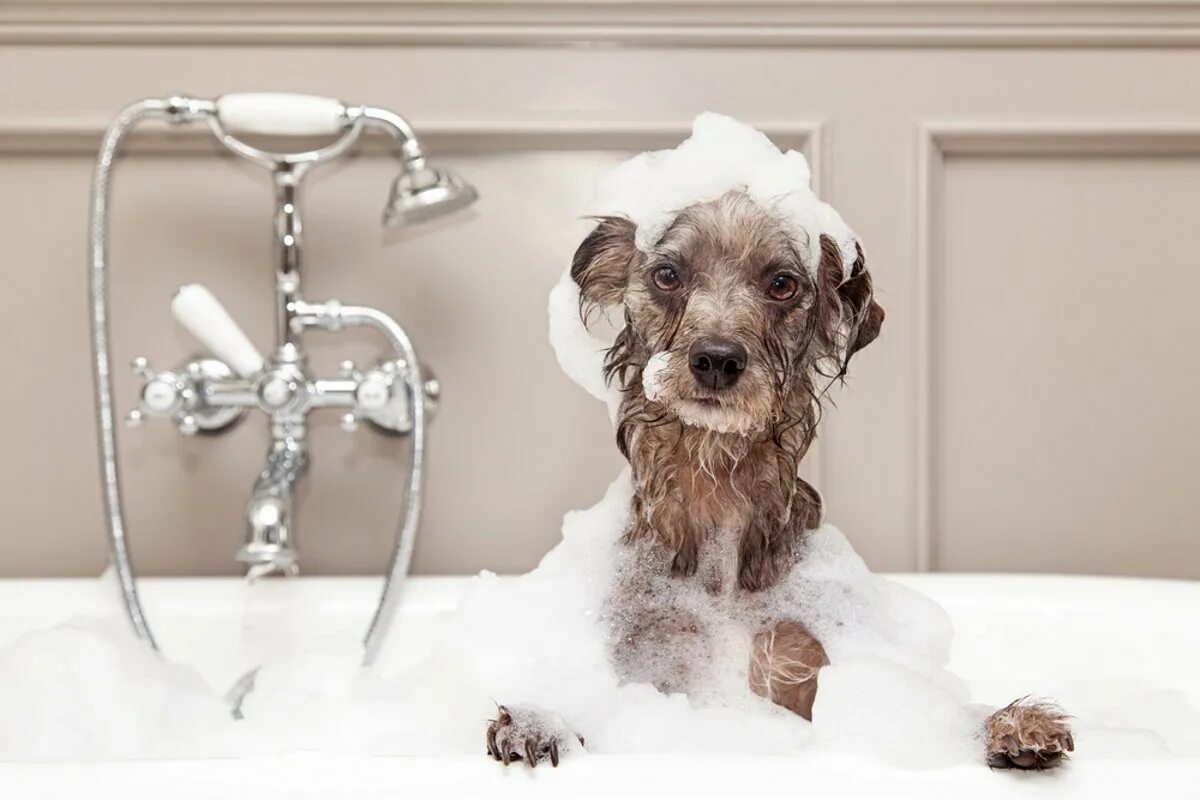 Спа для пса. Мытье собаки. Собака моется. Собака моется в ванной. Купание собаки.