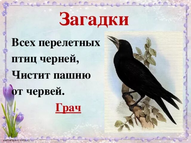 Загадки про птиц 4 лет. Загадки про перелетных птиц. Загадки про птиц. Загадка оперелетнвх птивыпхх. Загадки про птиц для дошкольников.