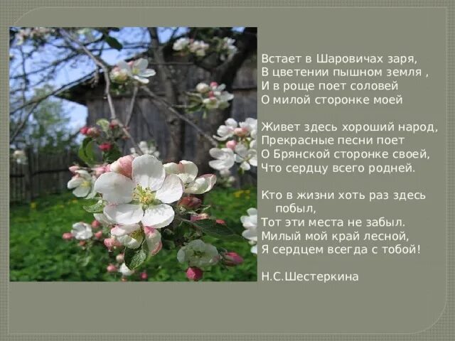 Ошибка 264. Птицы поют. Соловей в саду. Соловей соловушка. Соловей птичка певчая.