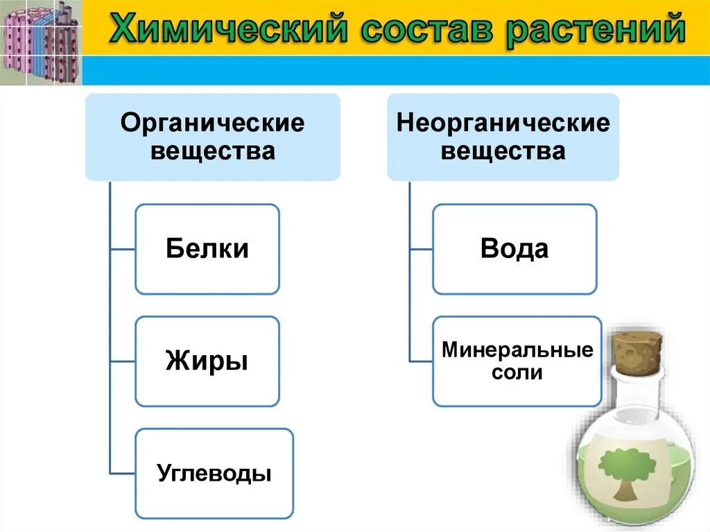 Химические соединения биология. Обнаружение неорганических и органических веществ в растении. Состав растения биология 6 класс. Химический состав растений. Состав растений органические и неорганические вещества.