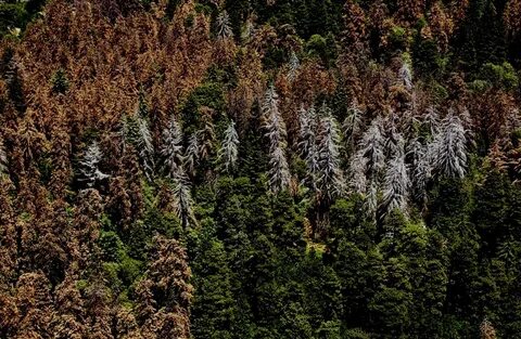 S forest