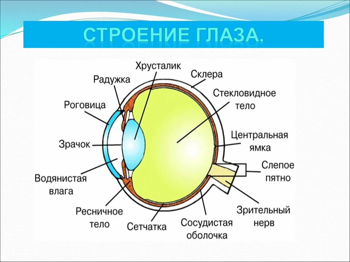 Строение глаза с обозначениями. Строение глаза. Глаз строение глаза. Строение глаза анатомия. Строение Галаа.