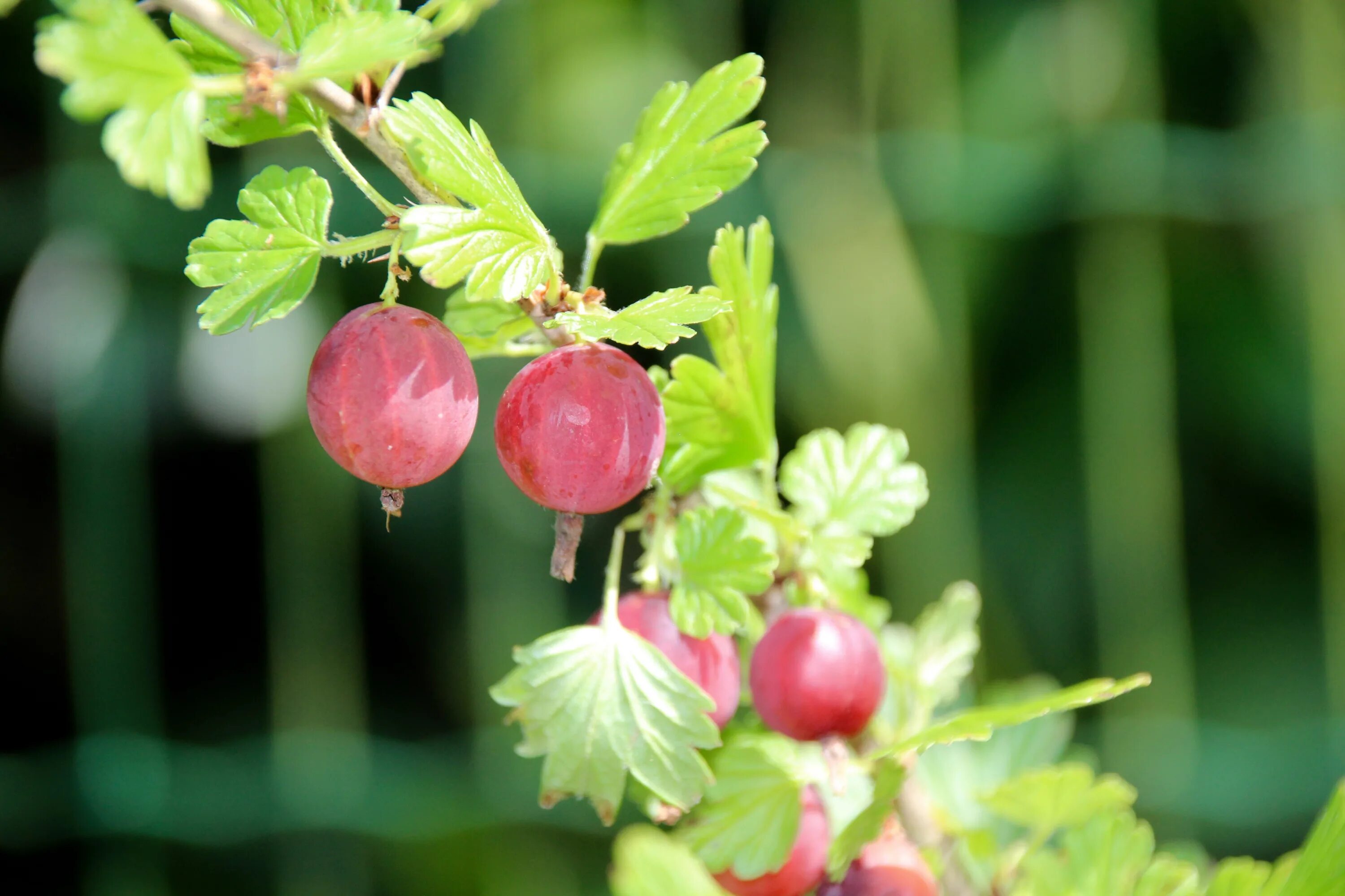Крыжовник красная смородина. Крыжовник (ribes uva-crispa). крыжовник обыкновенный (ríbes úva-críspa). крыжовник (ribes grossularia `командор`). крыжовник (ribes grossularia `пушкинский`).