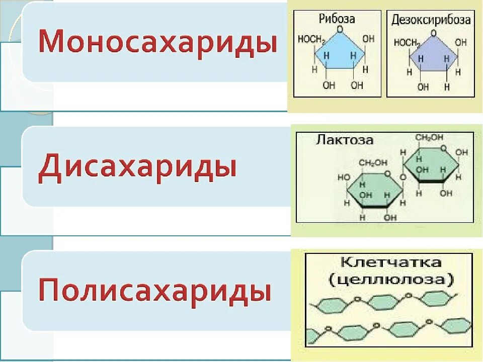 Классификация углеводов моносахариды дисахариды и полисахариды. Строение углевода моносахарида и полисахарида. Строение углеводов моносахаридов дисахаридов.полисахаридов. Полисахариды таблица 10 класс.