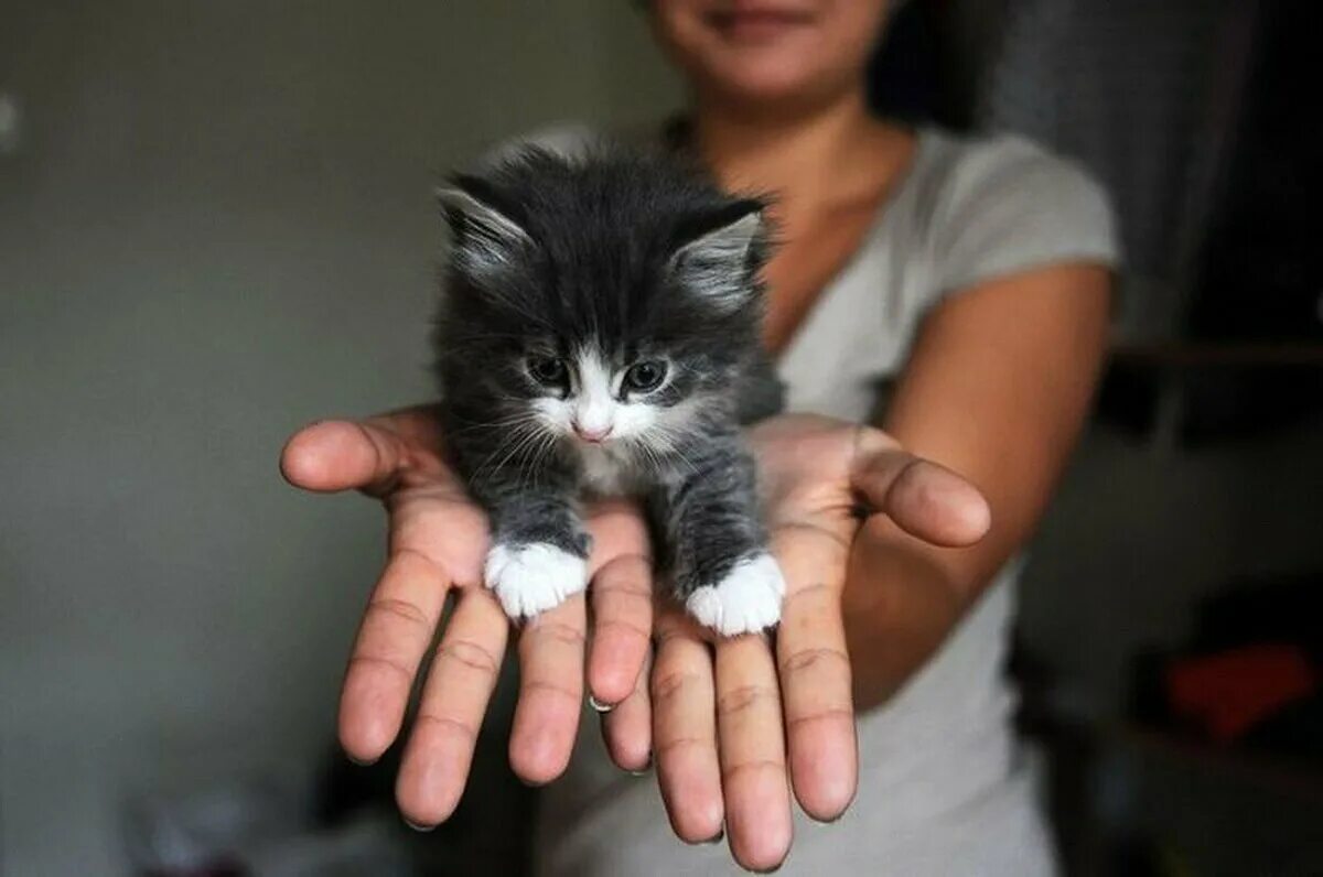 Маленьких котят побыстрее. Котенок на руках. Котенок на ладошке. Маленький котенок на ладошке. Маленький котенок в руках.