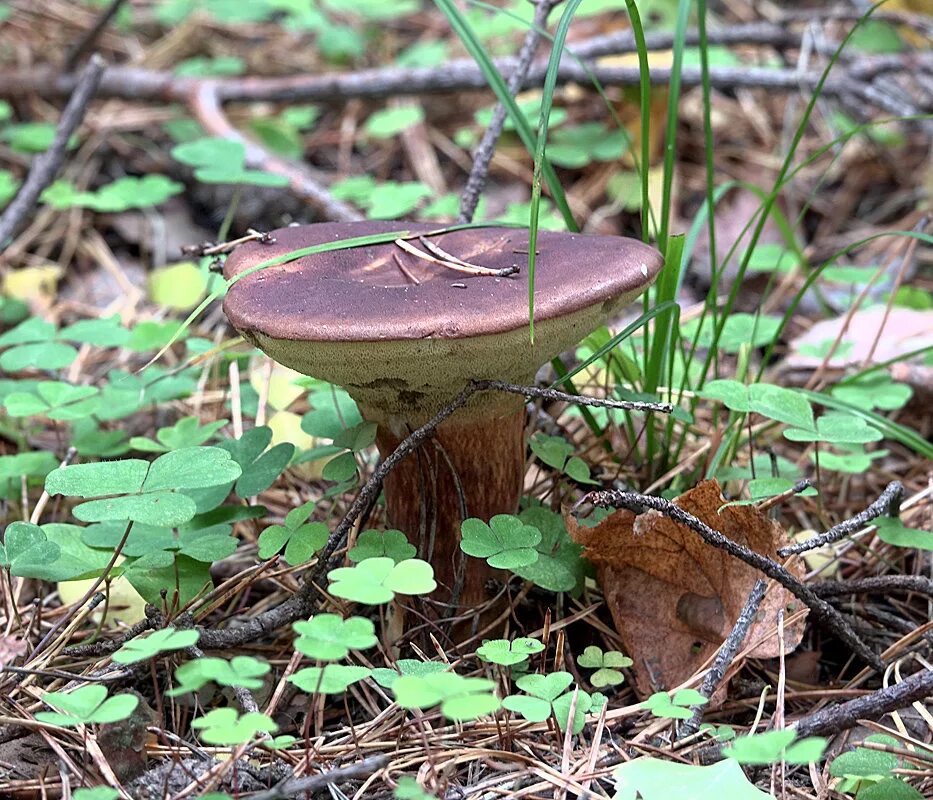 Польский гриб красный. Xerocomus badius. Польский гриб. Моховик каштановый коричневый гриб Панский гриб. Покажи польский гриб.