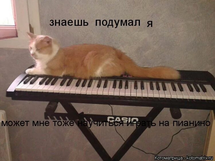 На фортепиано умеешь играть. Знаешь ли ты пианино кот Мем. И хорошо что он не знает про такую как я пианино.