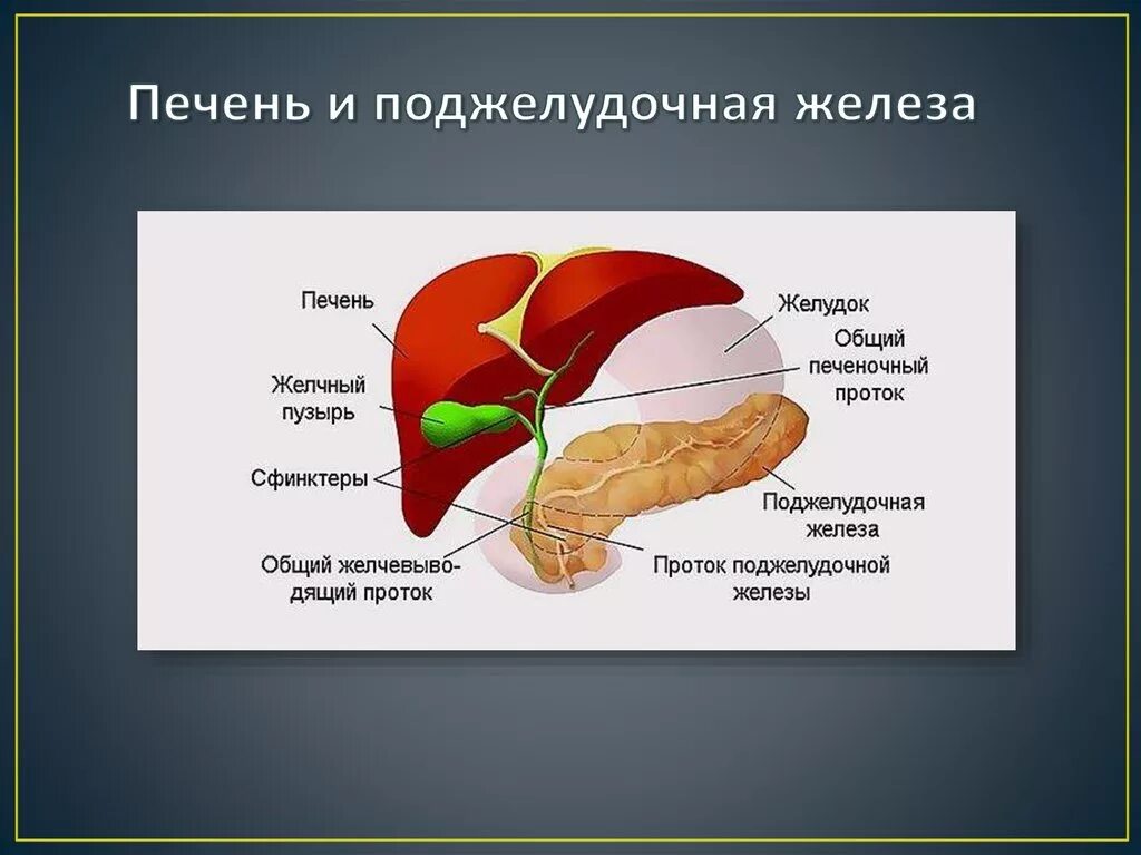 Для желчного пузыря характерно