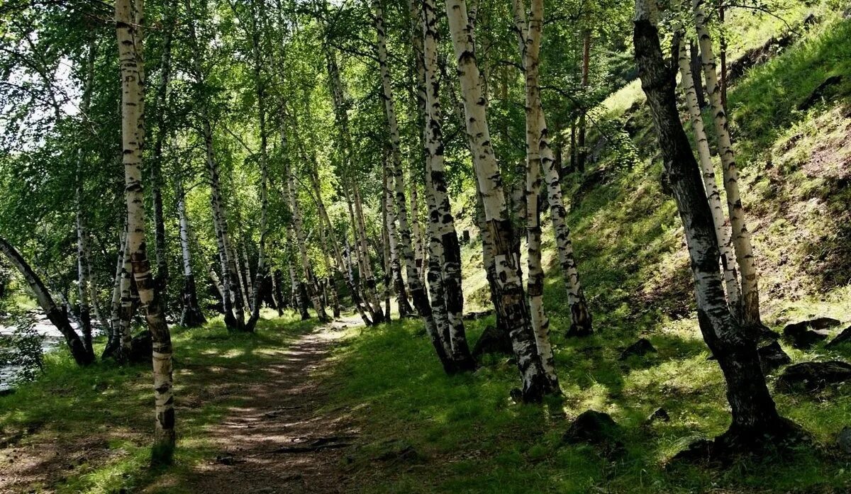 Лес в забайкальском крае. Леса Чита Забайкальский край. Леса Забайкальский край лес. Тайга береза в Забайкалье. Гора Березовая Забайкалье.