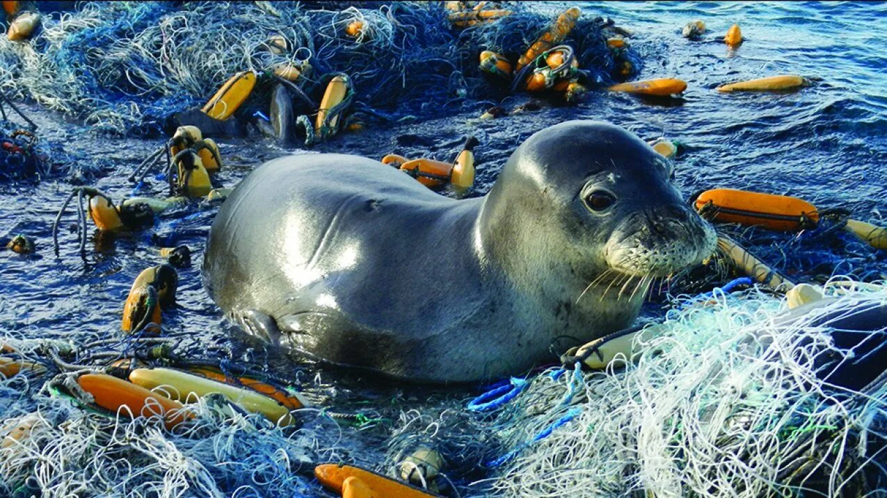 Животные страдающие от загрязнения. Загрязнение мирового океана. Загрязнение морей и океанов.