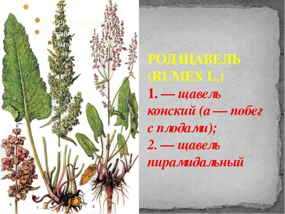 Щавель арбуз. Щавель конский (Rumex confertus Willd.). Щавель конский (Rumex confertus) семена. Щавель конский Фармакогнозия. Конский щавель (Rumex crispus).