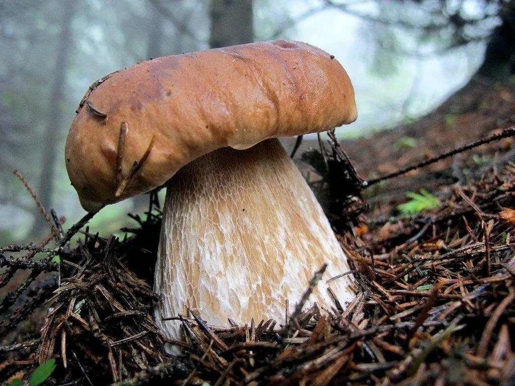 Белый гриб корень. Белый гриб еловый Боровик. Boletus edulis – белый гриб. Белый гриб еловый (Boletus еdulis). Болетус Эдулис.