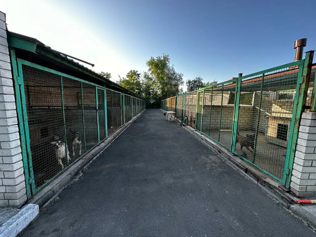 Собачий приют пиф. Приют пиф для собак днр. Приют для собак в донецке днр. Вольеры для бездомных собак. Собачий приют пиф.