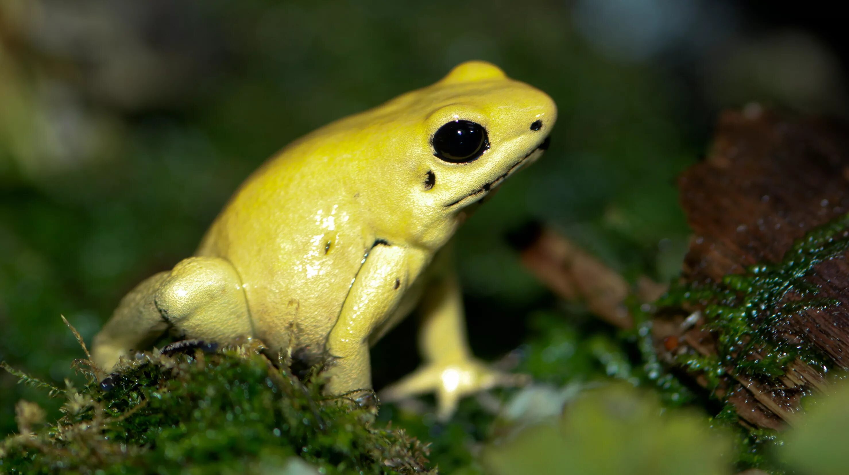 Ужасные лягушки. Лягушка phyllobates terribilis. Ядовитая лягушка листолаз. Ужасный листолаз (phyllobates terribilis). Очаровательный листолаз.