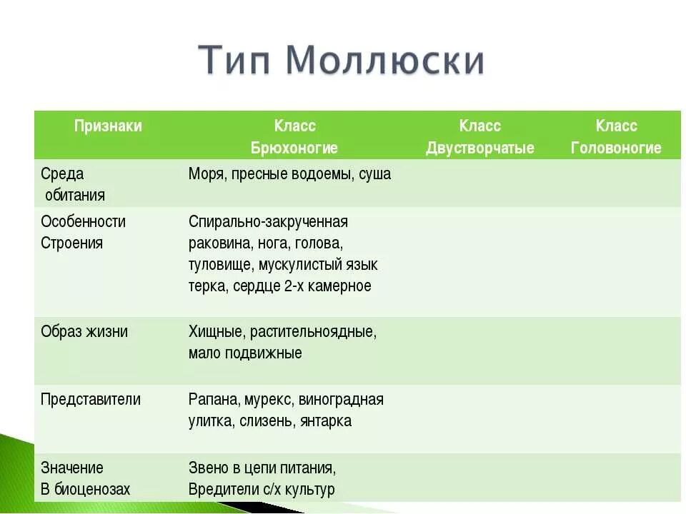 Брюхоногие двустворчатые головоногие таблица