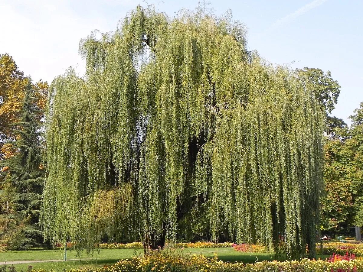 Willow Trees Canal Water - Free photo on Pixabay Nature photos, Willow tree, Fre