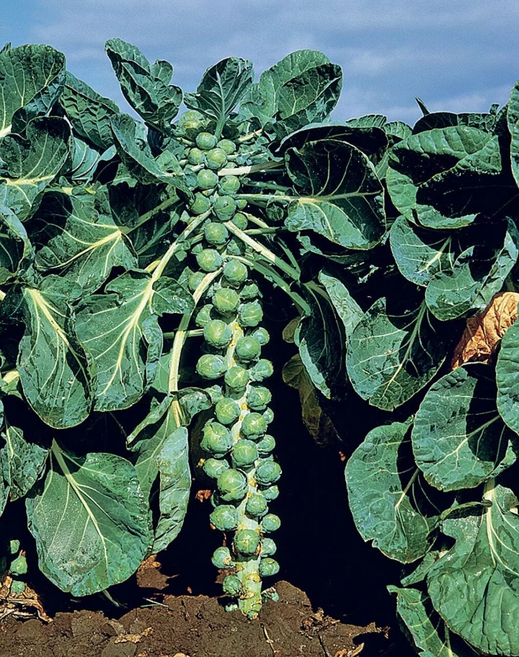 Brussels Sprout Brendan F1 - Kings Seeds Direct