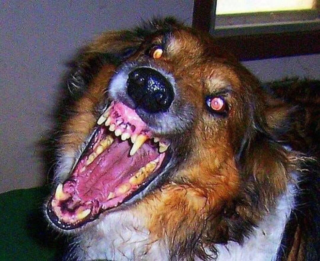 Собака с зубами Мем. Смайл дог страшные фото. Werewolf Teeth p/x. Scary dog