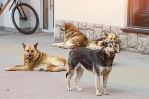 Собака опасность
