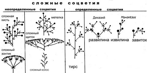 Ось растения