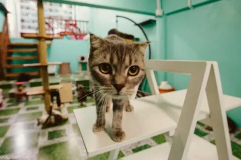 Котокафе ростов