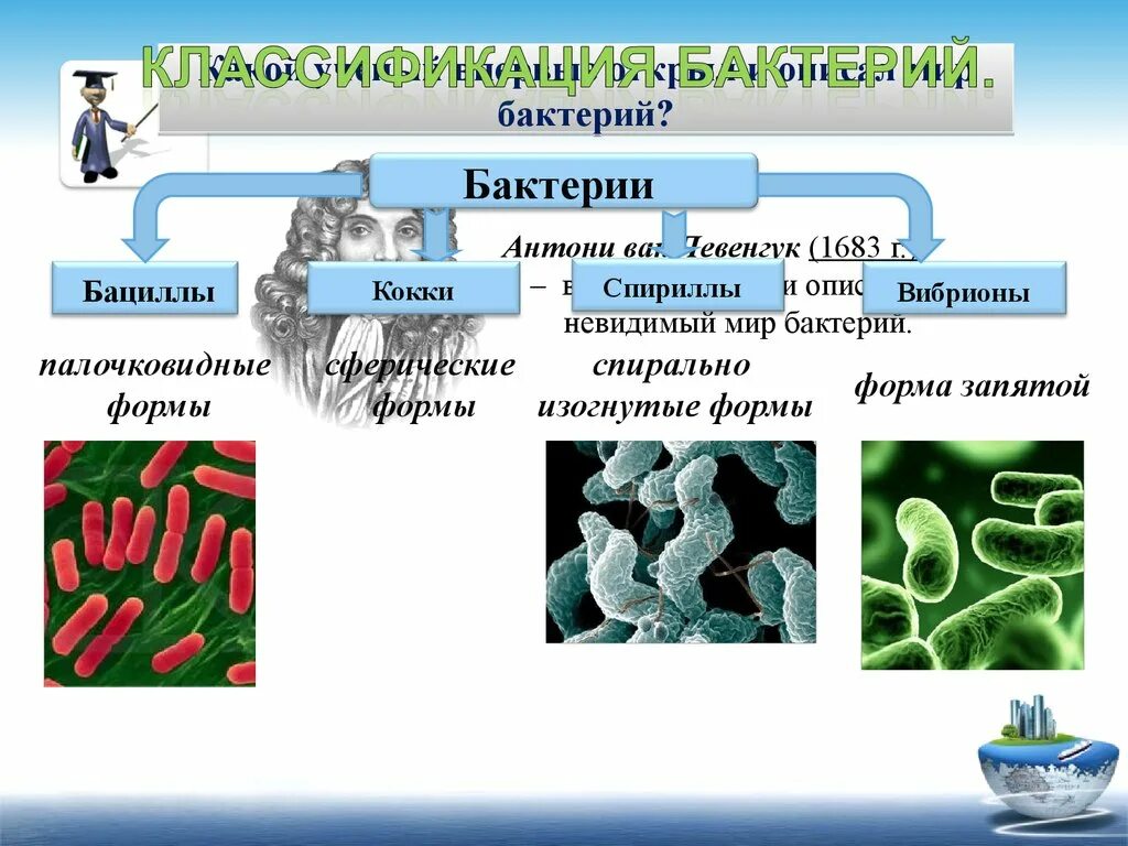 Микроорганизмы прокариоты. Цианобактерии бациллы. Палочковидные бактерии называются. Бактерии прокариоты. Питание прокариот.