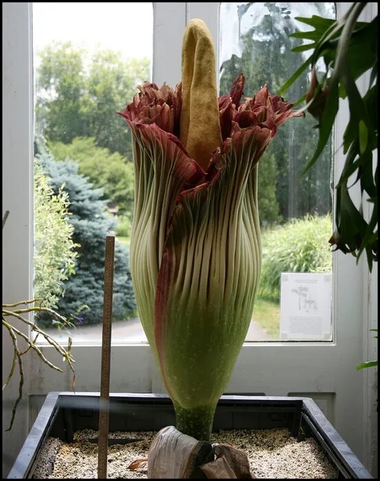 Аморфофаллус в домашних условиях фото Аморфофаллус Plants, Garden