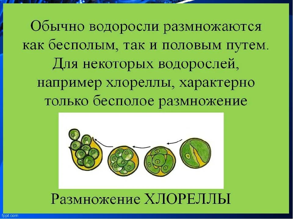 Какие водоросли размножаются. Хлорелла водоросль размножение. Размножение одноклеточных водорослей. Размножение одноклеточных водорослей хламидомонада. Бесполое размножение хлореллы схема.