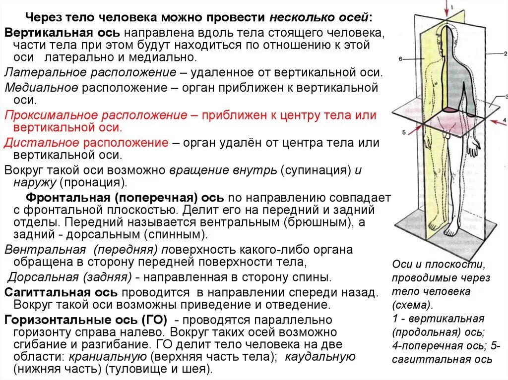 Вертикальную или фронтальную загрузку. Вертикальная продольная ось. Продольная ось тела. Вертикальная ось анатомия. Оси и плоскости тела.