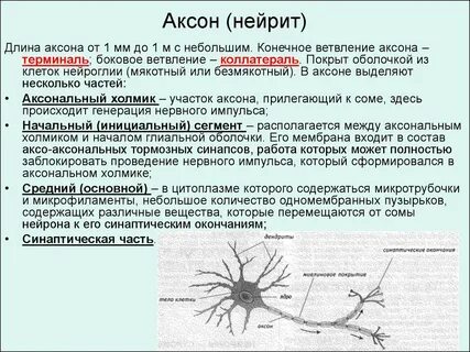 Длинные отростки нейронов образуют